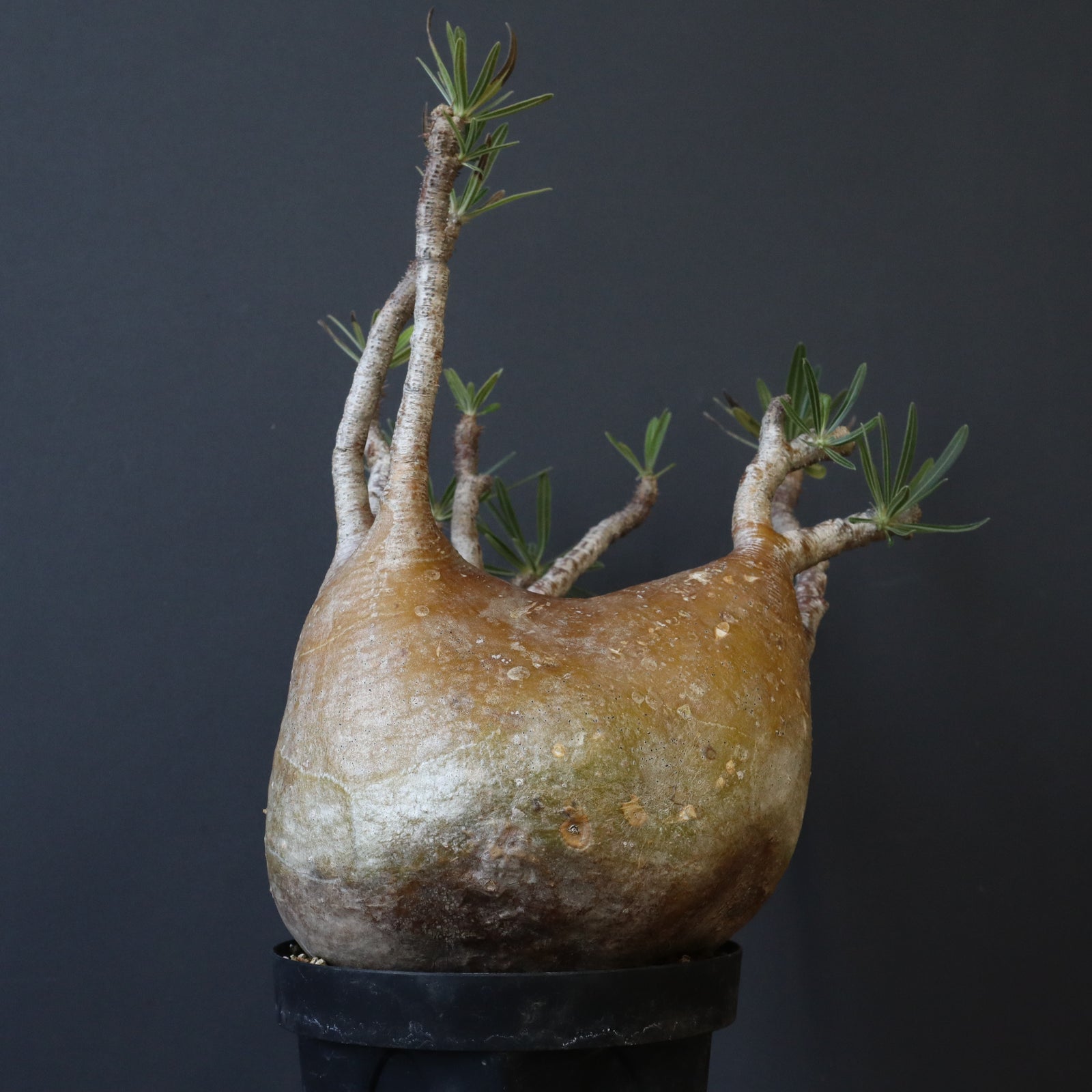 P.グラキリス 571 – TaiShoDo ONLINE SHOP