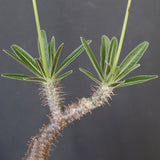 P.グラキリス 2167