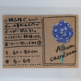 アリウム カエルレウム