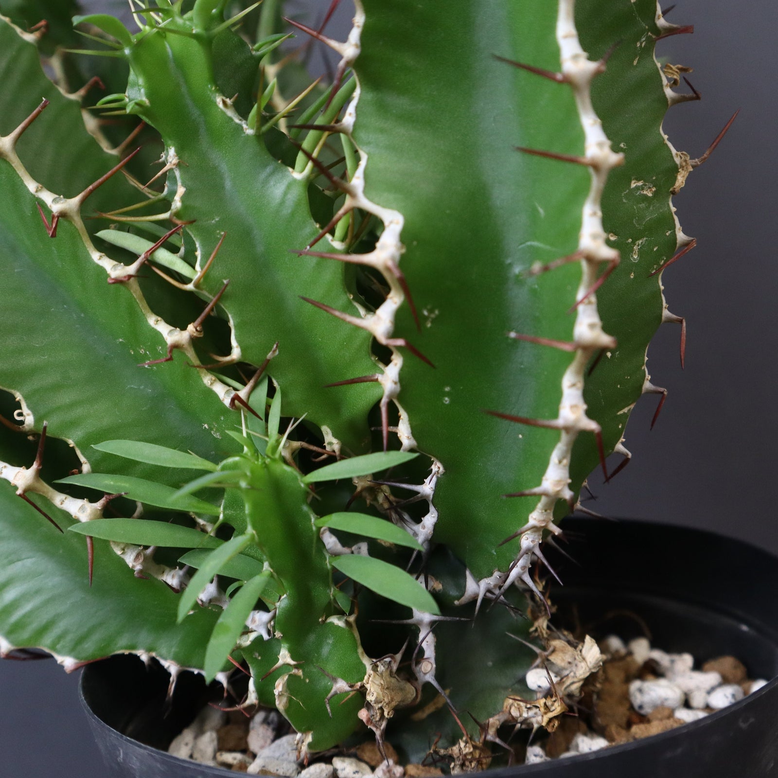 E.ムランジーナ（実生）132 – TaiShoDo ONLINE SHOP