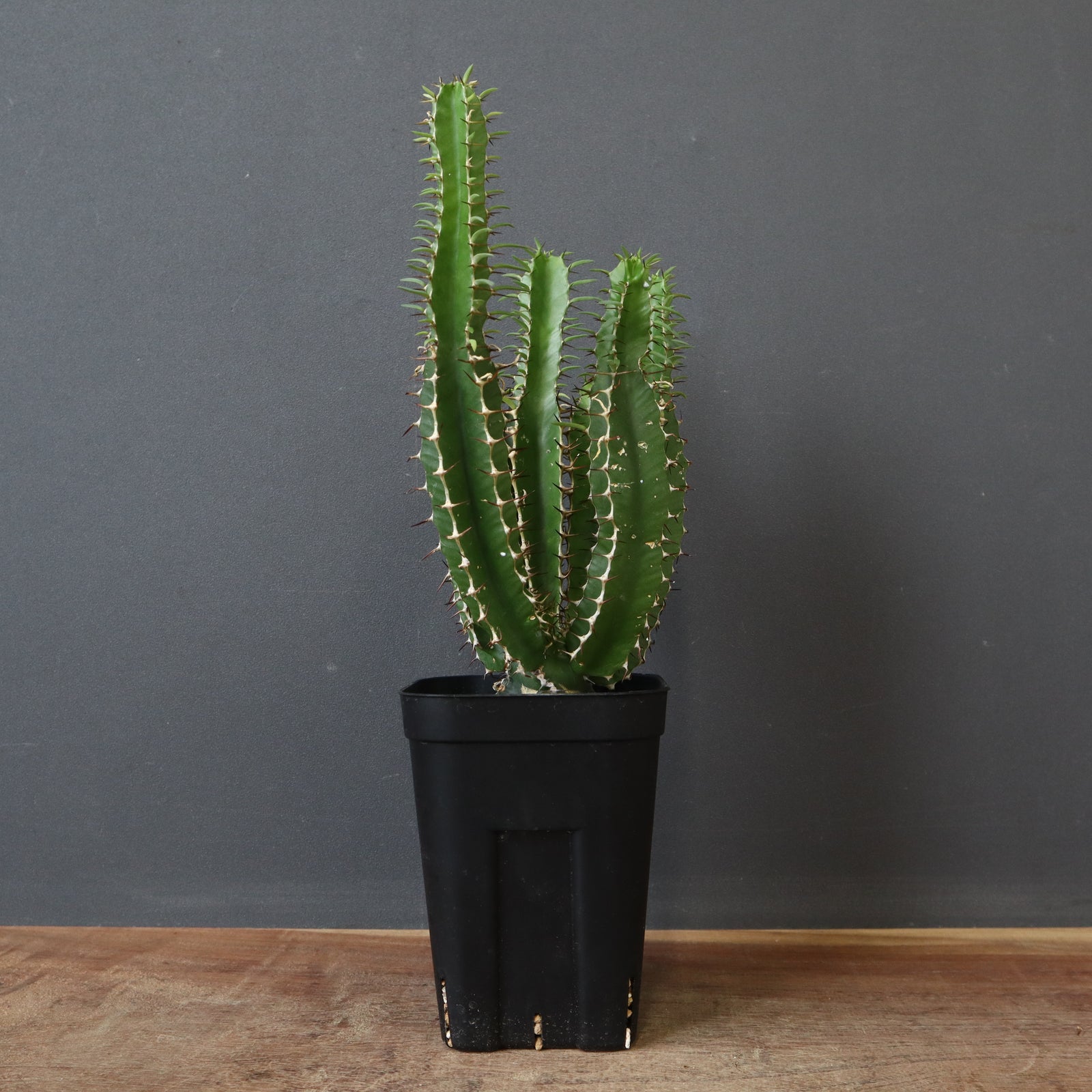 E.ムランジーナ（実生）158 – TaiShoDo ONLINE SHOP