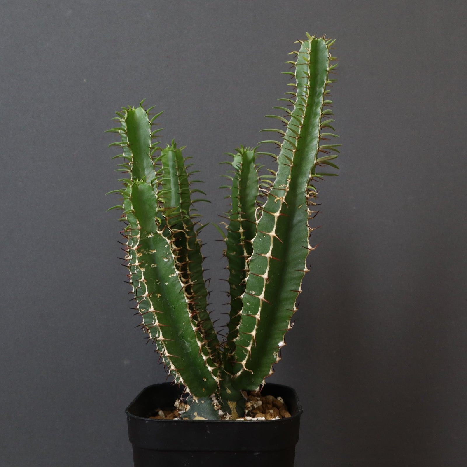 E.ムランジーナ（実生）158 – TaiShoDo ONLINE SHOP