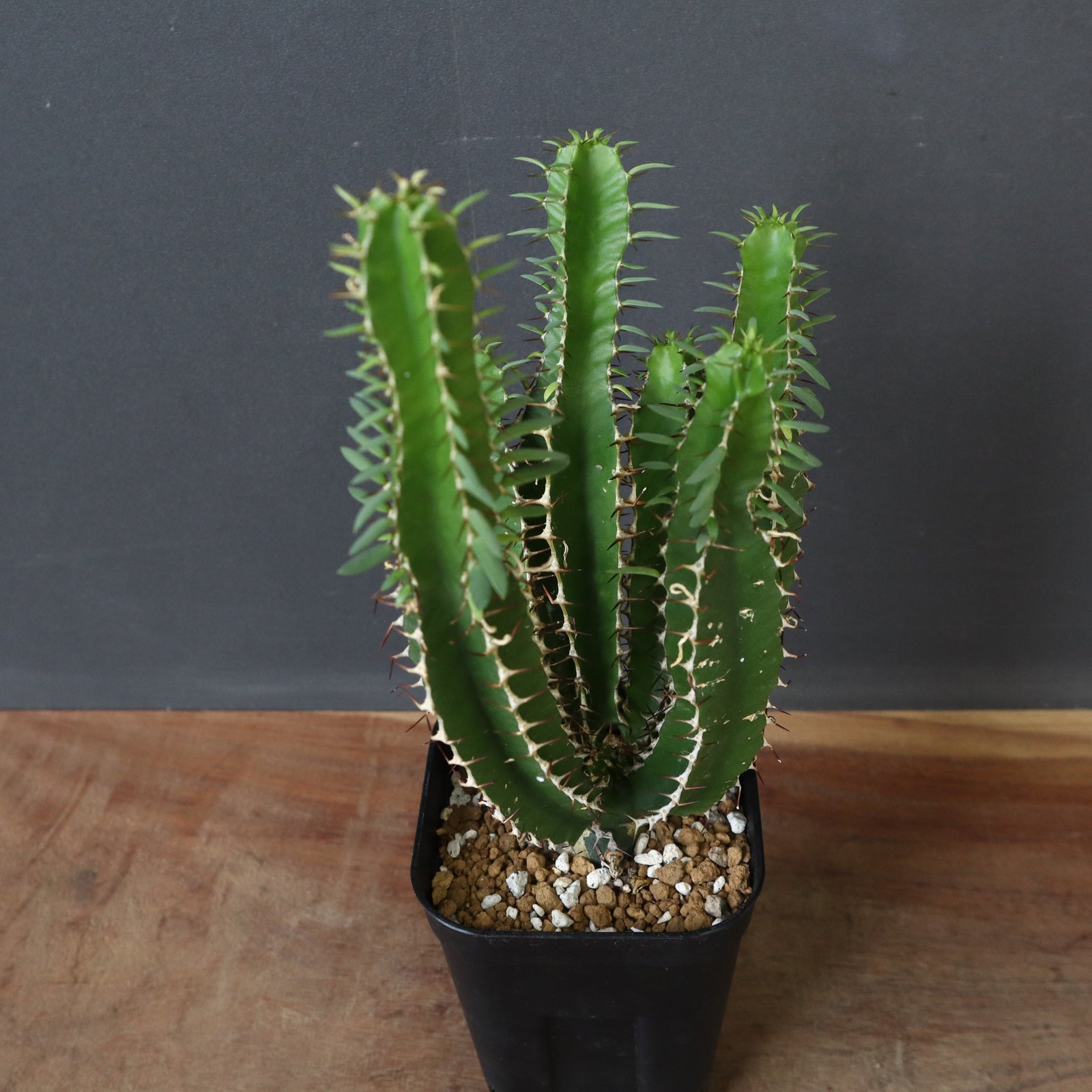 E.ムランジーナ（実生）158 – TaiShoDo ONLINE SHOP