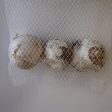 アリウム アトロプルプレウム　