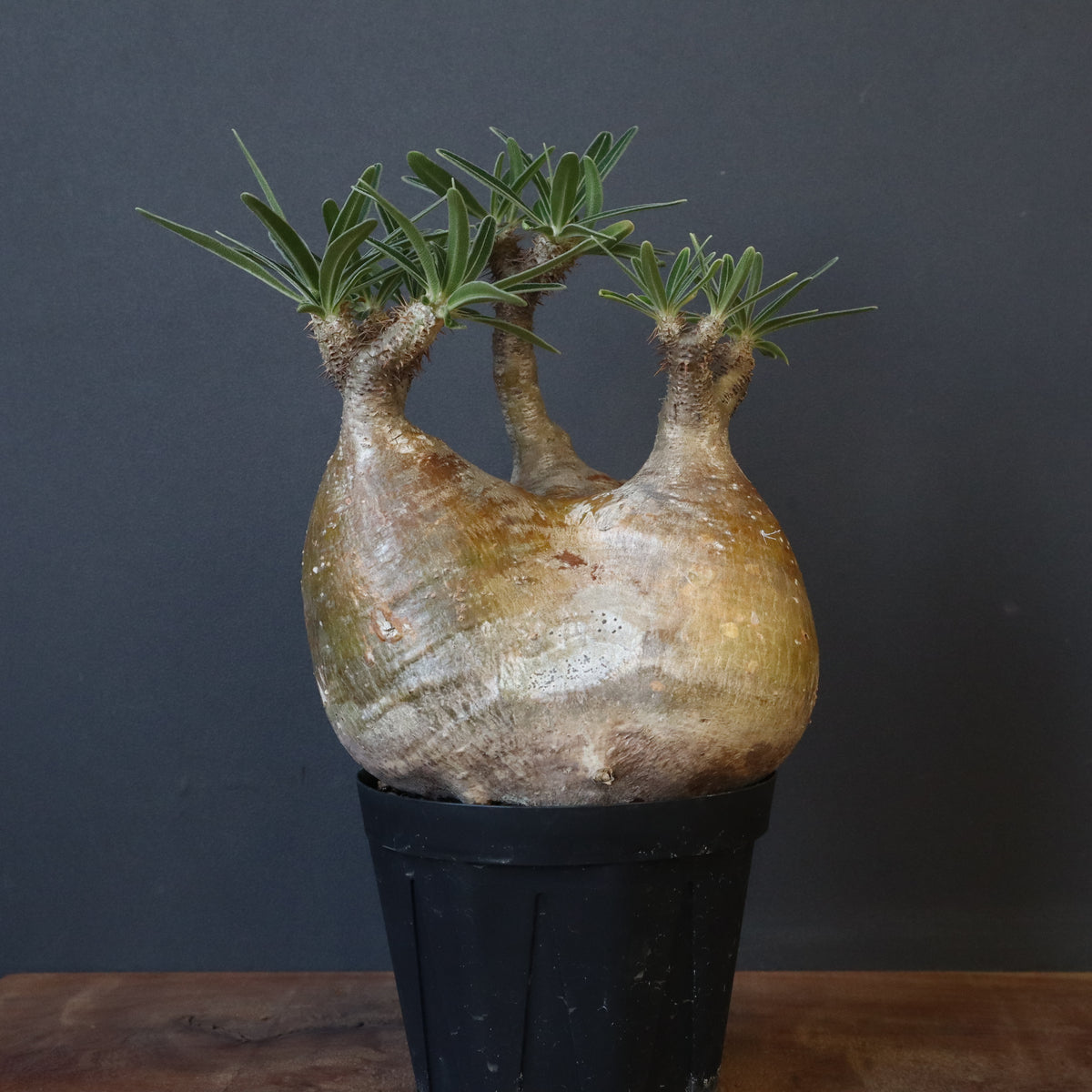 TaiShoDo ONLINE SHOP 塊根植物 多肉植物通販
