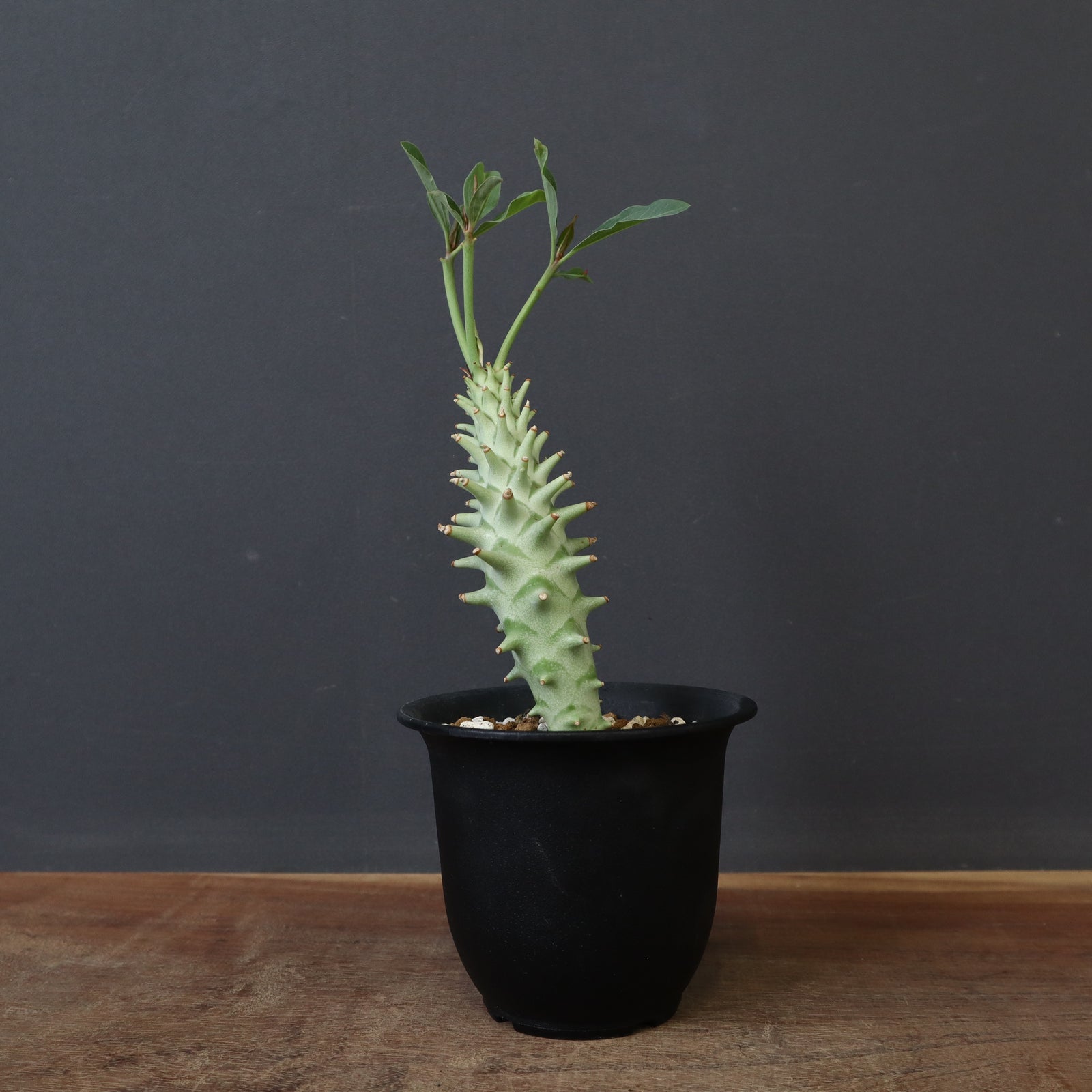 ロンギツベルクローサ 実生 中株 E.ロンギツベルクローサ（実生） 24 – TaiShoDo ONLINE SHOP