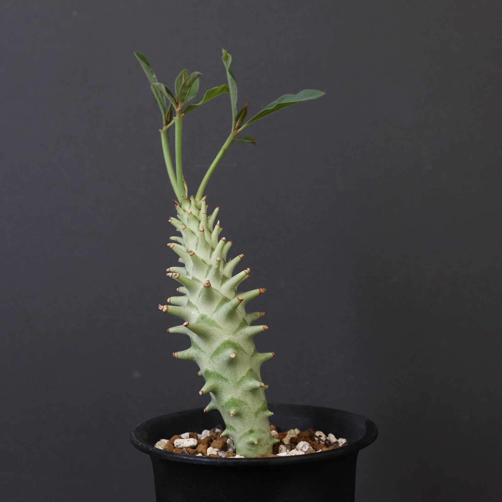 E.ロンギツベルクローサ (実生) 30 – TaiShoDo ONLINE SHOP