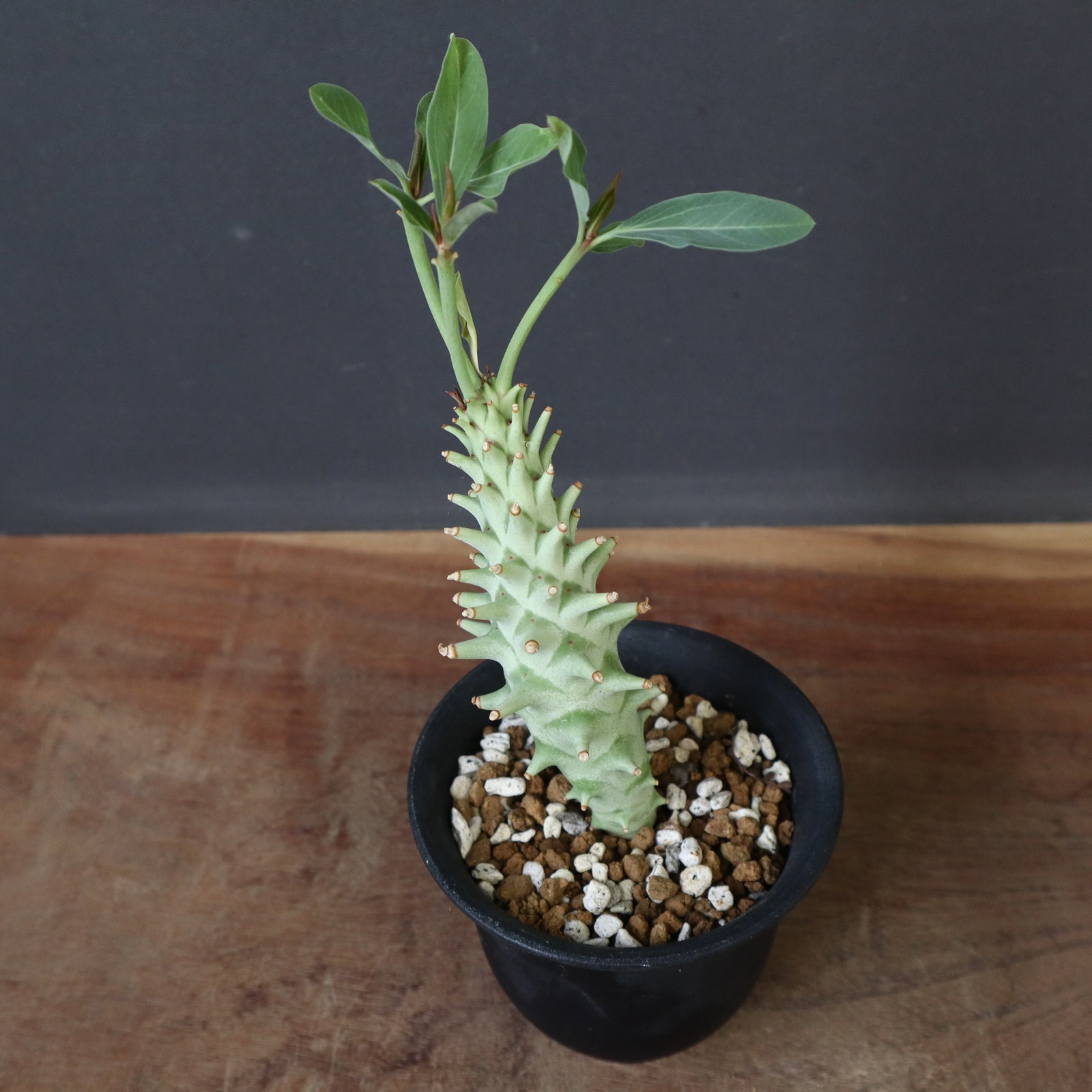 E.ロンギツベルクローサ (実生) 30 – TaiShoDo ONLINE SHOP