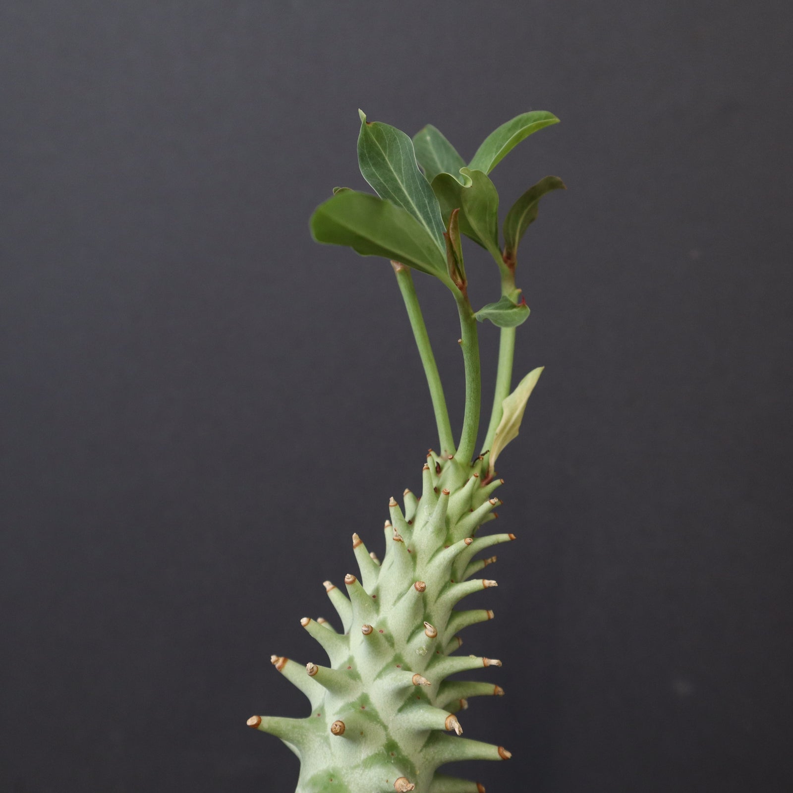 E.ロンギツベルクローサ (実生) 30 – TaiShoDo ONLINE SHOP