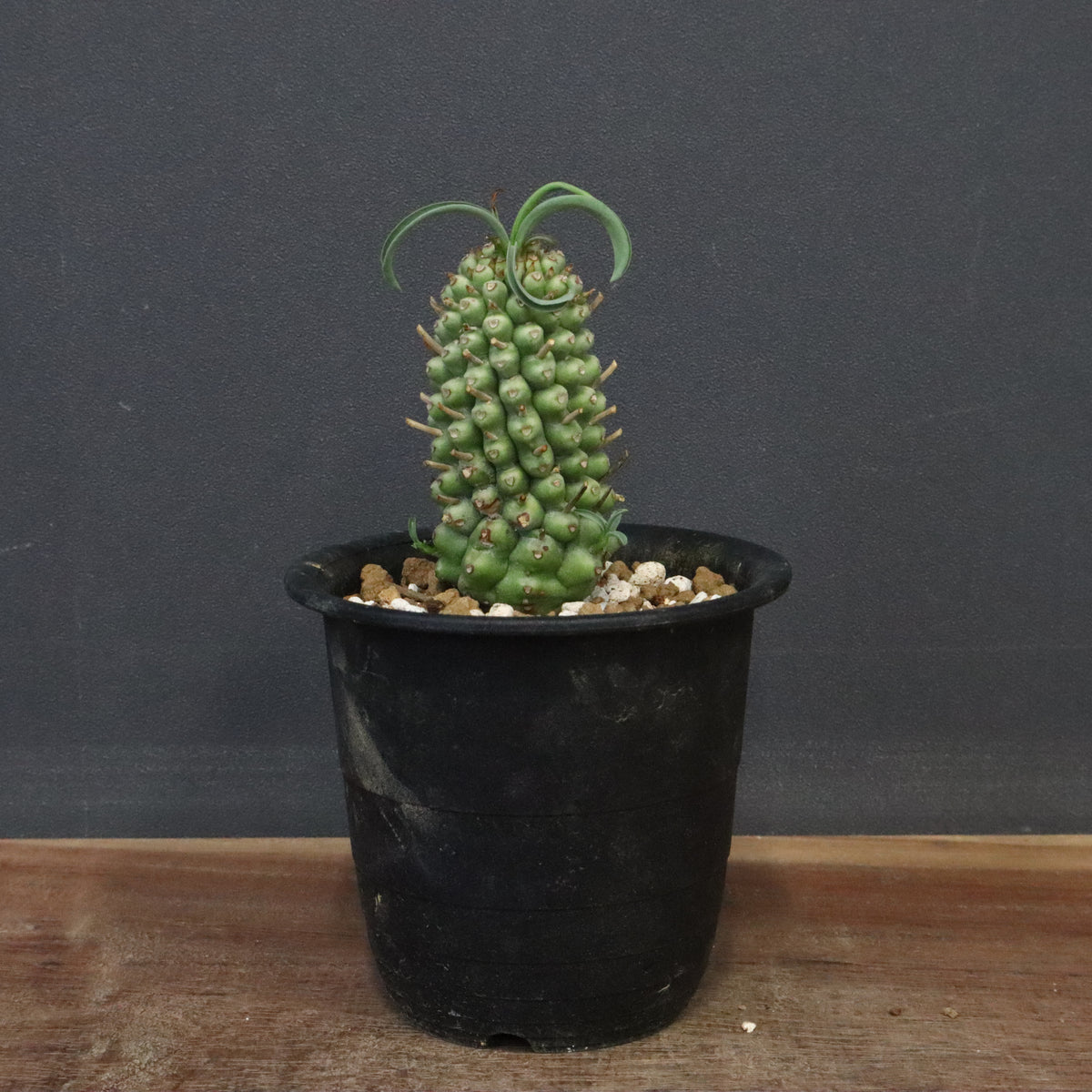 ユーフォルビア – 2ページ目 – TaiShoDo ONLINE SHOP