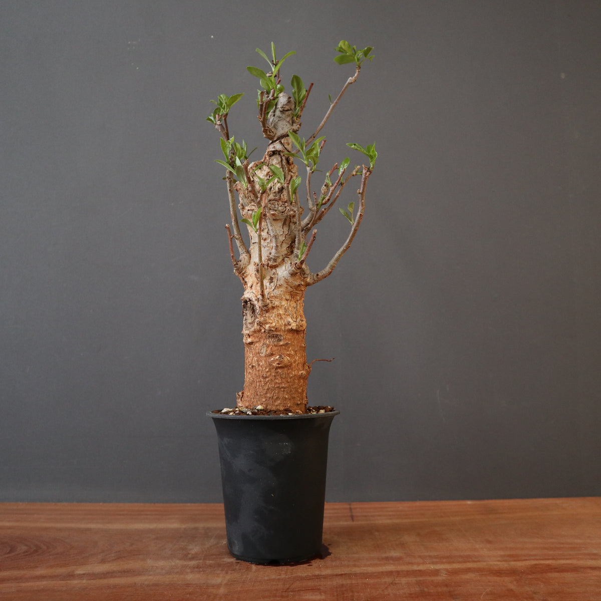 観葉植物 – TaiShoDo ONLINE SHOP