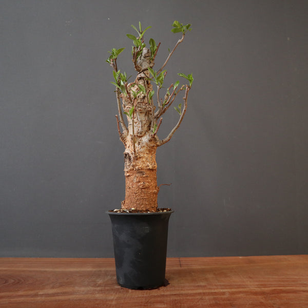 TaiShoDo ONLINE SHOP 塊根植物 多肉植物通販