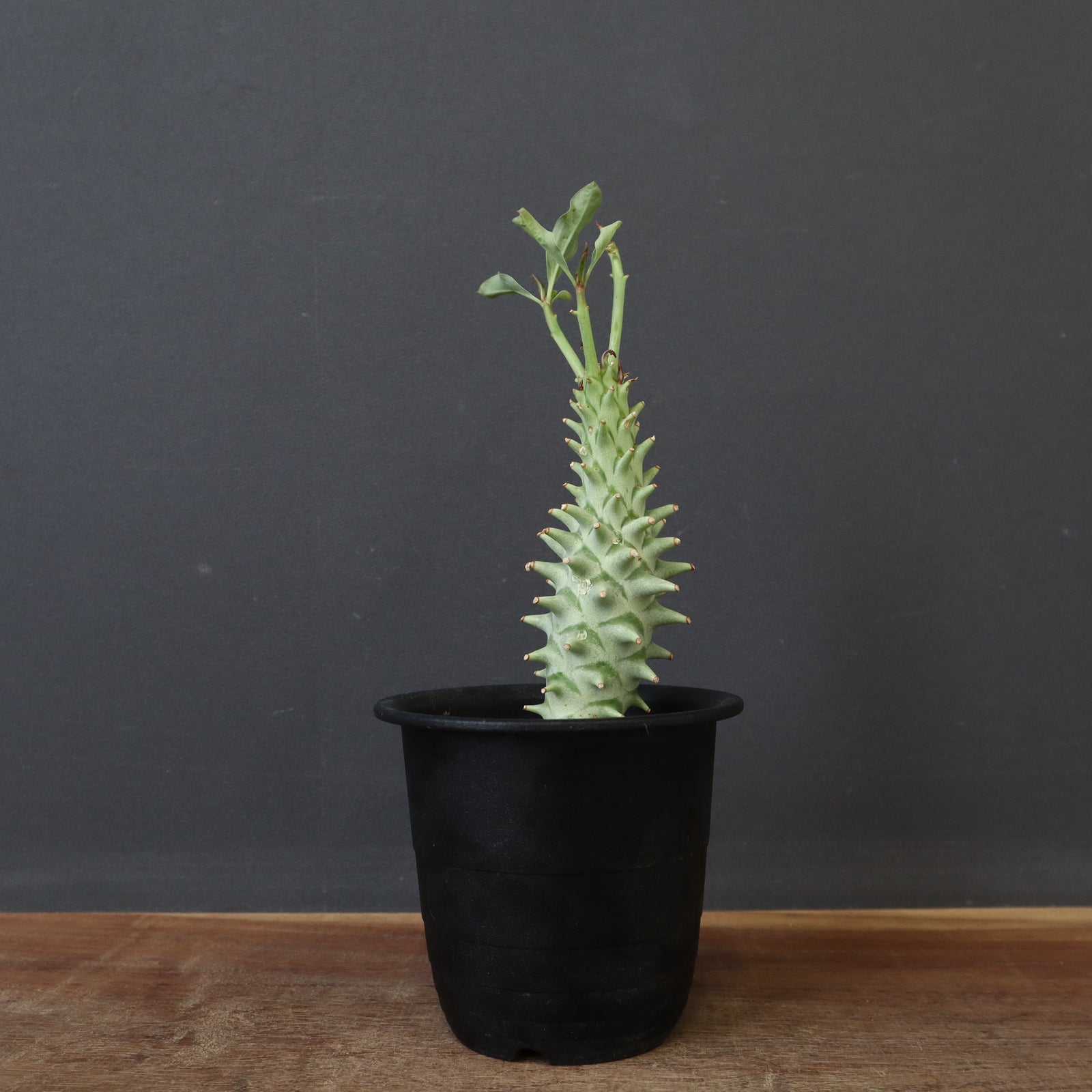 ロンギツベルクローサ E.ロンギツベルクローサ（実生） 24 – TaiShoDo ONLINE SHOP