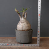 【sou.】P.グラキリス 2157