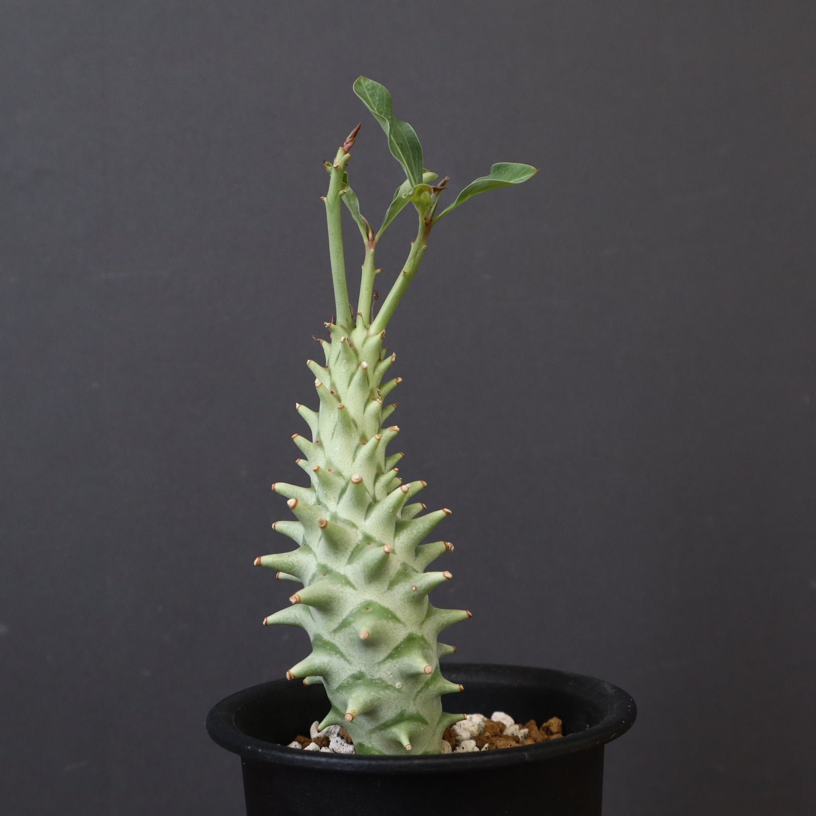 ロンギツベルクローサ E.ロンギツベルクローサ（実生） 24 – TaiShoDo ONLINE SHOP