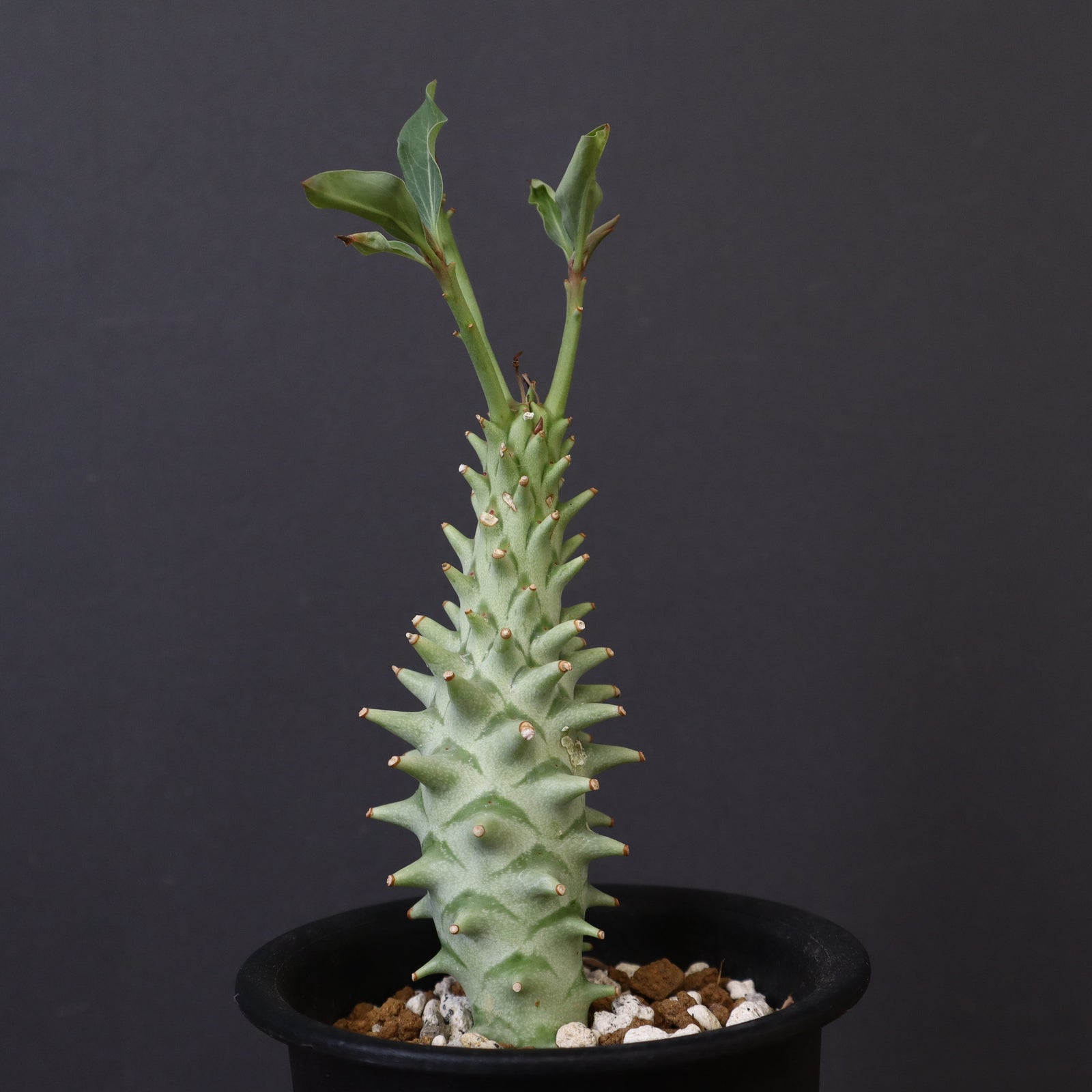 E.ロンギツベルクローサ（実生） 24 – TaiShoDo ONLINE SHOP