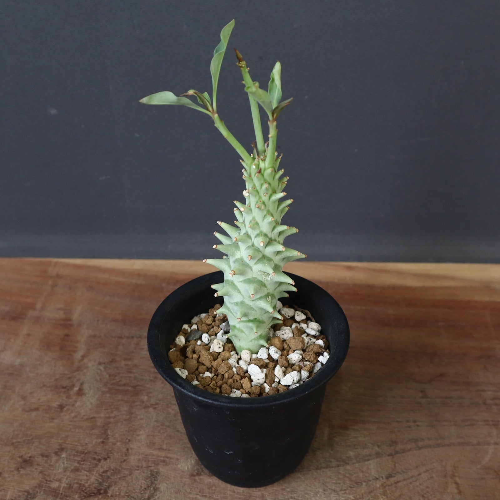 ロンギツベルクローサ ユーフォルビア・ロンギツベルクローサ「Euphorbia