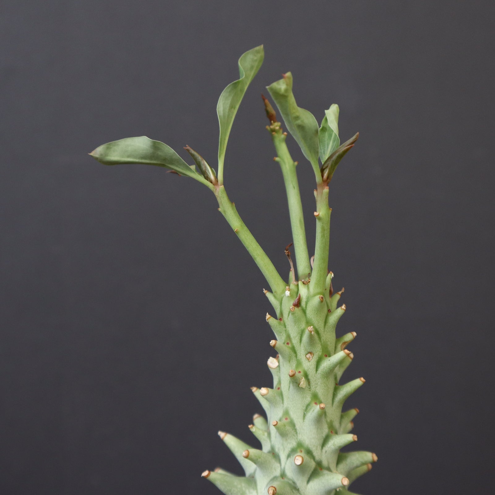ロンギツベルクローサ ユーフォルビア・ロンギツベルクローサ「Euphorbia