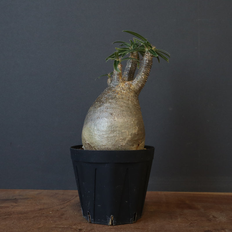P.グラキリス 1516 – TaiShoDo ONLINE SHOP