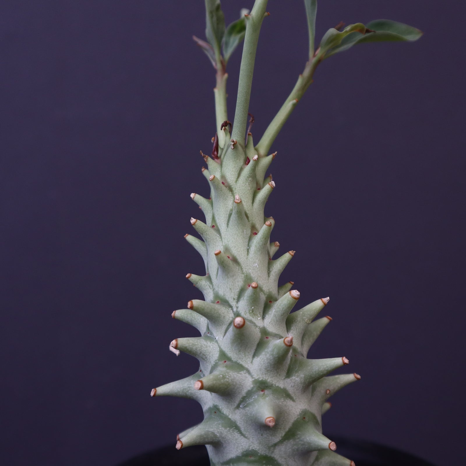 ロンギツベルクローサ E.ロンギツベルクローサ（実生） 24 – TaiShoDo ONLINE SHOP