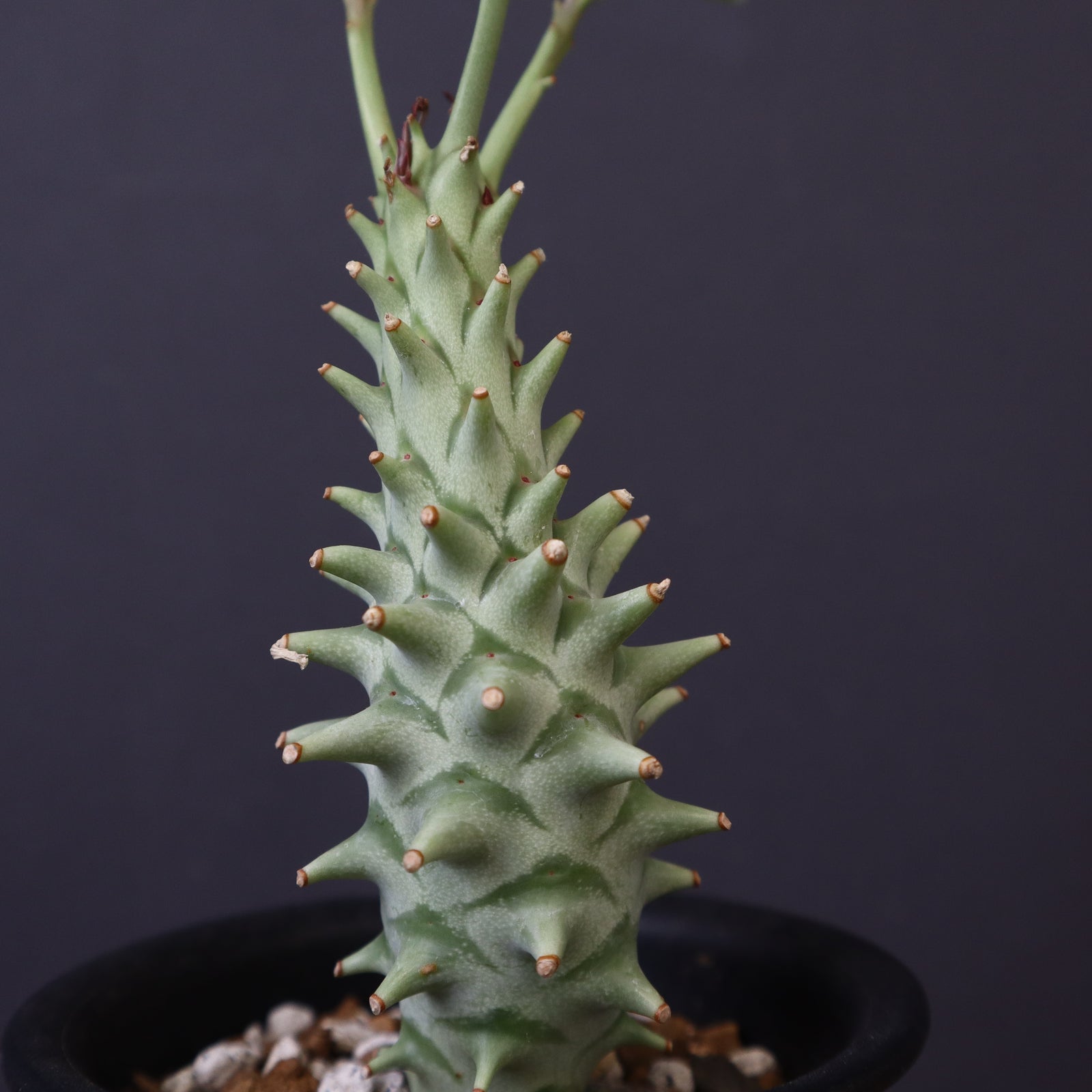 ロンギツベルクローサ 実生 中株 E.ロンギツベルクローサ（実生） 24 – TaiShoDo ONLINE SHOP