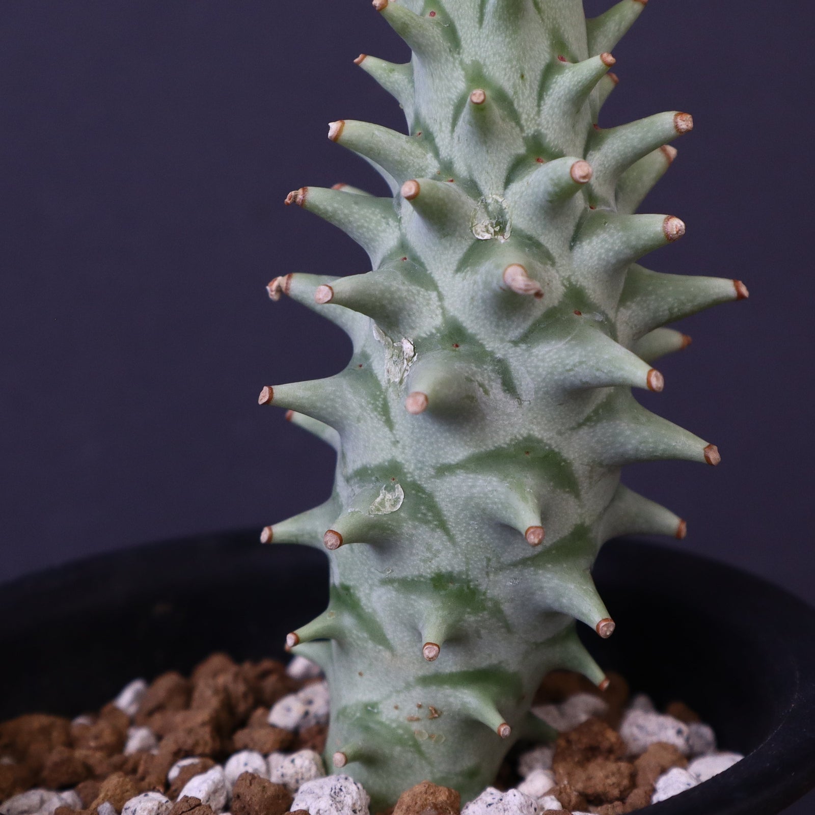 ロンギツベルクローサ ユーフォルビア・ロンギツベルクローサ「Euphorbia