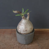 【sou.】P.グラキリス 2157