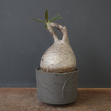 【sou.】P.グラキリス 2157