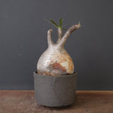 【sou.】P.グラキリス 2157