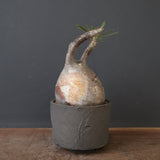 【sou.】P.グラキリス 2157