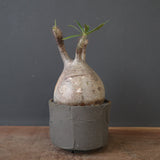 【sou.】P.グラキリス 2157