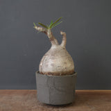 【sou.】P.グラキリス 2157