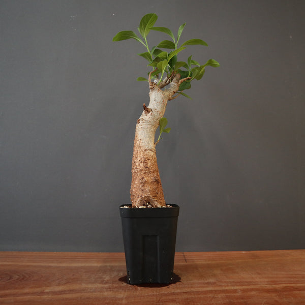 TaiShoDo ONLINE SHOP 塊根植物 多肉植物通販