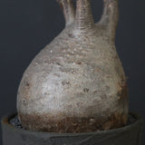 【sou.】P.グラキリス 2157