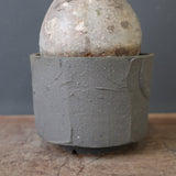 【sou.】P.グラキリス 2157