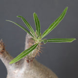 【sou.】P.グラキリス 2157