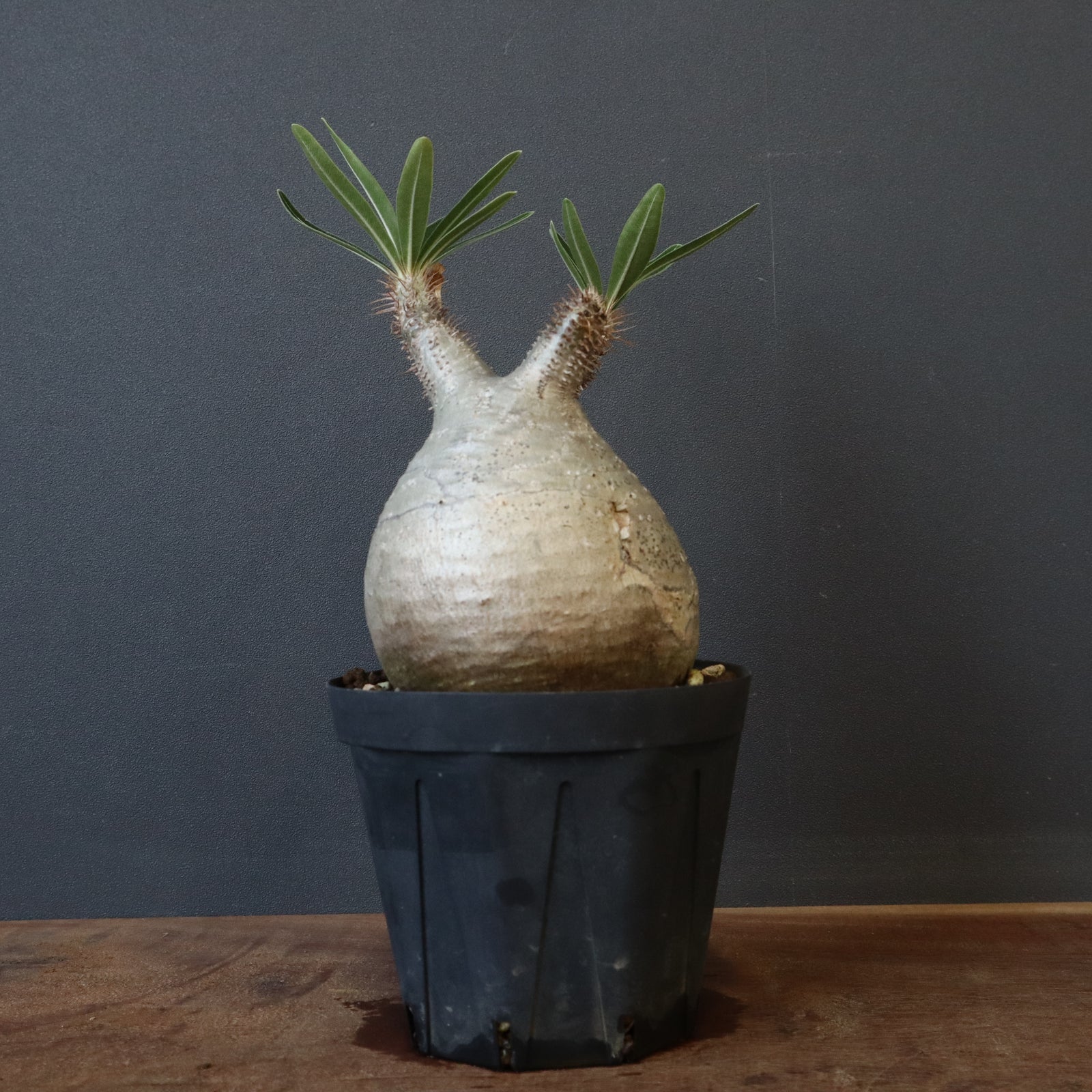 yasuo noto　パキポーズ　グラキリス Pachypodium gracilius × N/OH (2.5号) no.817-24