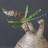 【sou.】P.グラキリス 2157