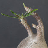 【sou.】P.グラキリス 2157