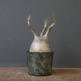 【雷土陶器鉢】P.グラキリス 1941