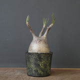 【雷土陶器鉢】P.グラキリス 1941