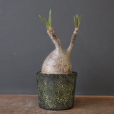 【雷土陶器鉢】P.グラキリス 1941