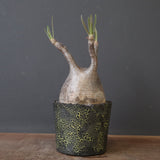 【雷土陶器鉢】P.グラキリス 1941