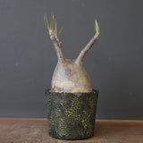 【雷土陶器鉢】P.グラキリス 1941