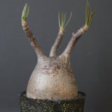 【雷土陶器鉢】P.グラキリス 1941