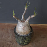 【雷土陶器鉢】P.グラキリス 1941