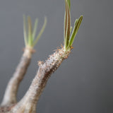 【雷土陶器鉢】P.グラキリス 1941