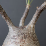 【雷土陶器鉢】P.グラキリス 1941