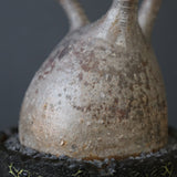 【雷土陶器鉢】P.グラキリス 1941