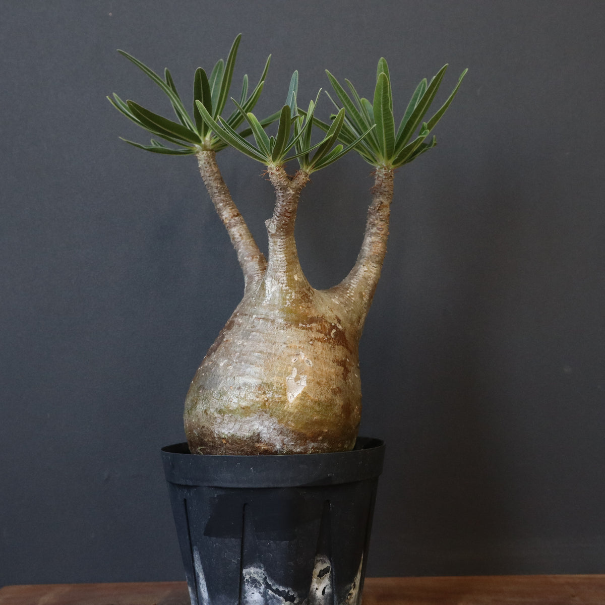 TaiShoDo ONLINE SHOP 塊根植物 多肉植物通販